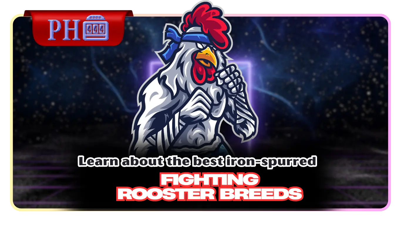 Learn about the best iron-spurred fighting rooster breeds
