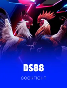 Learn about the best iron-spurred fighting rooster breeds